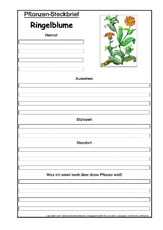 Pflanzensteckbrief-Ringelblume.pdf